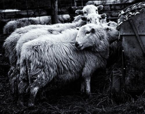 20141231- R5A9606-Edit