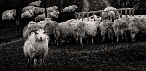 20141231- R5A9620-Edit