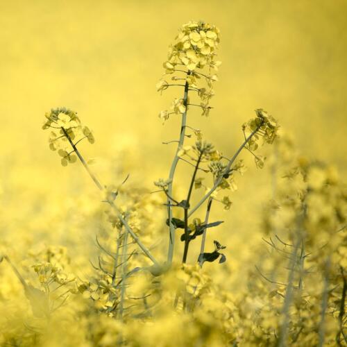 20150504- R5A0059-Edit