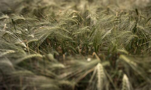 20200614-APC 0006-Edit