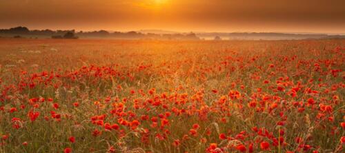 20210701- R5A3305-HDR