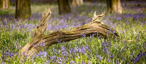 20160423- R5A6019-Edit