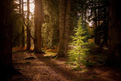 20191108- R5A5721-HDR